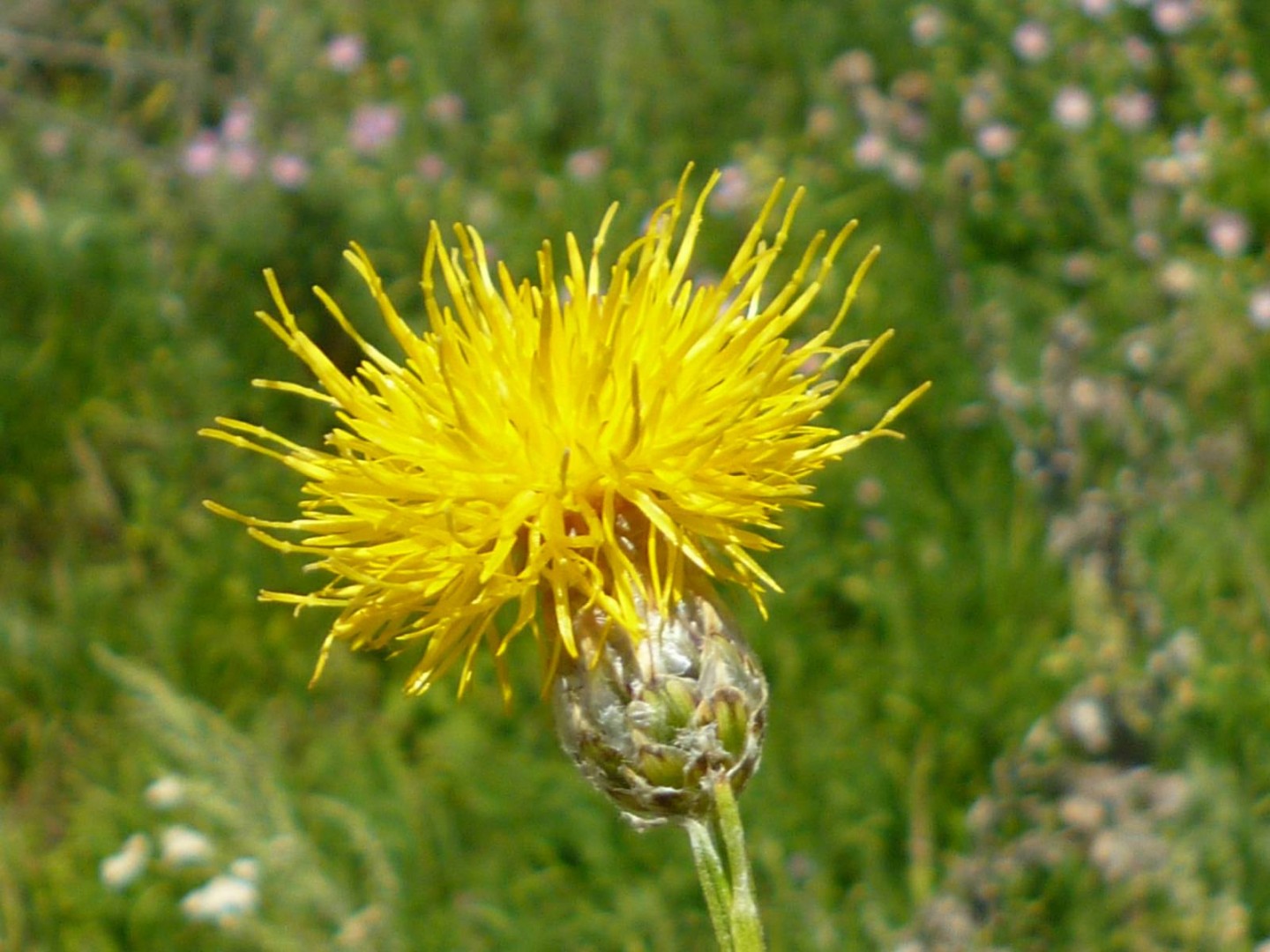 Сложноцветные. Василек желтый крупноголовый. Семейству астровых (Asteraceae). Asteraceae семейство. Asteraceae Сложноцветные.